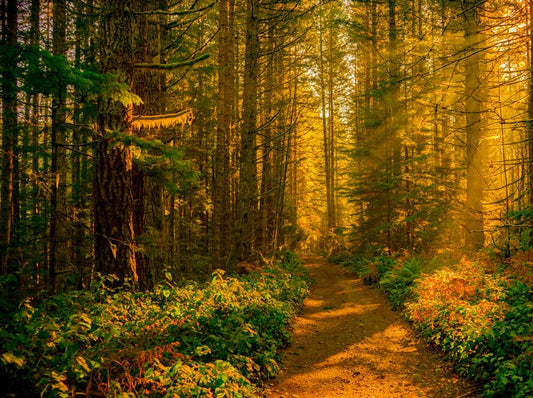 Forest Walk, White Frosted, 8oz