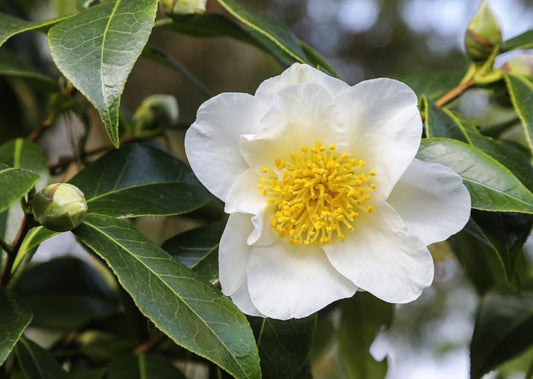 White Tea Infusion, White Frosted, 8oz